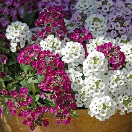 Alyssum Mix (1025) 30+ Seeds