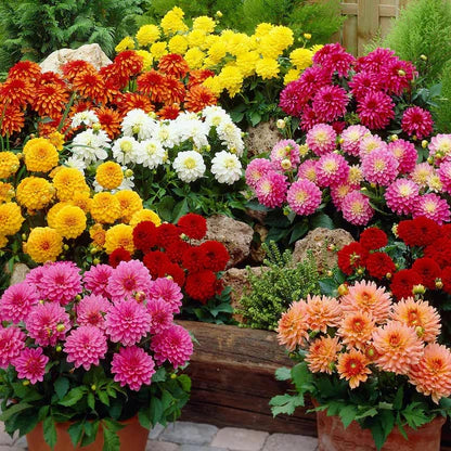 Dahlia double Opera Mix (1027) 15+ Seeds