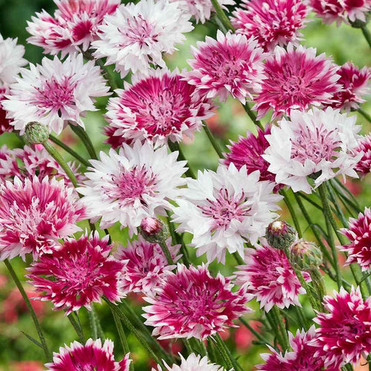 Cornflower (cantaurea cyanus) (1018) 20+ Seeds
