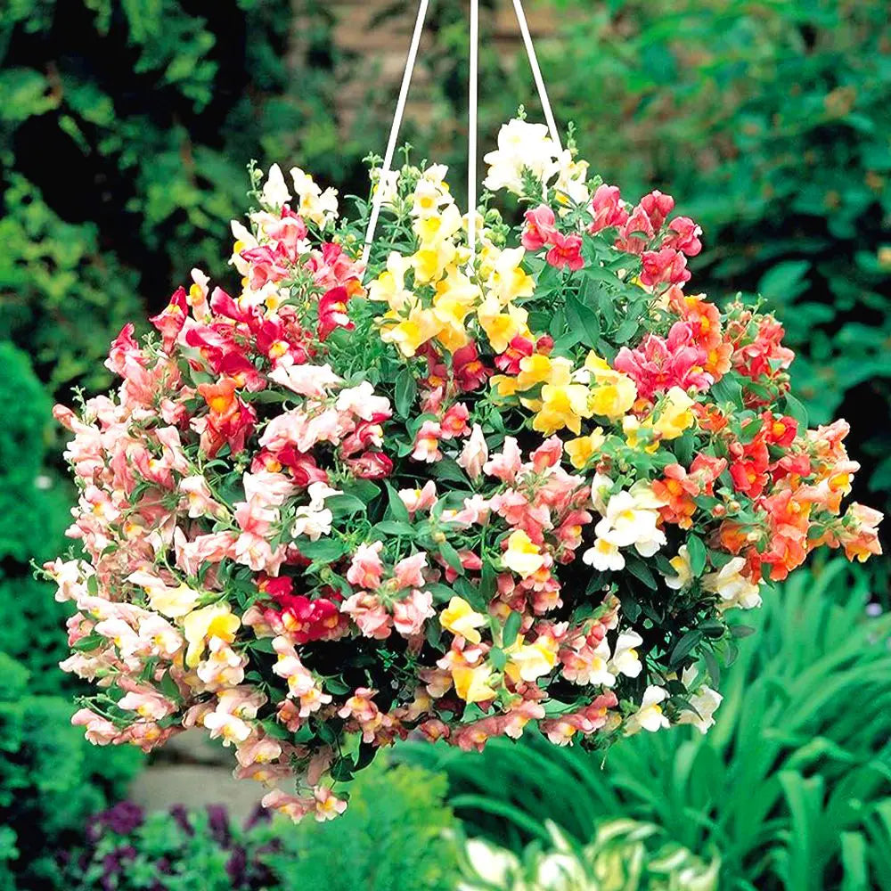 Antirrhinum snapdragon dwarf (1040) 50+ Seeds