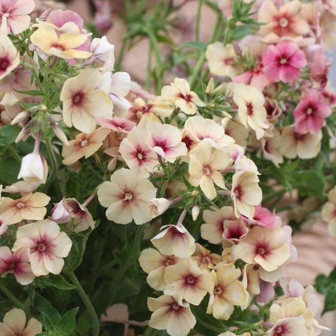 Phlox caramel (1011) 20+ Seeds