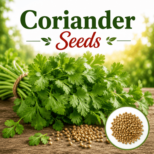 F1 Hybrid coriander 300+ Seeds