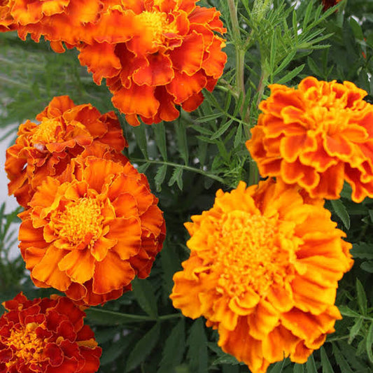 French Marigold Double Shade Dwarf (1064) 15+ Seeds