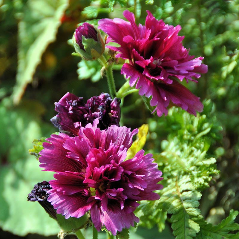 Alcea rosea Hollyhock Queeny 10+ Seeds