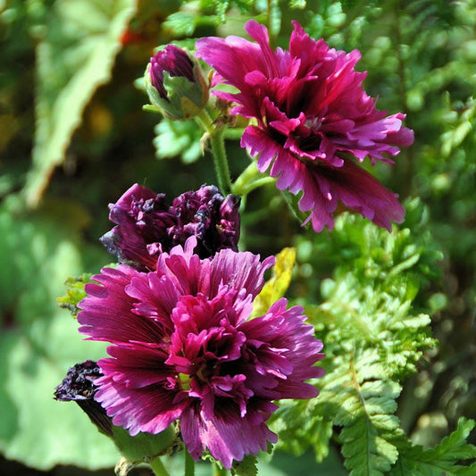 Alcea rosea Hollyhock Queeny 10+ Seeds