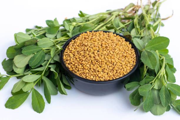 Fenugreek 500+ Seeds