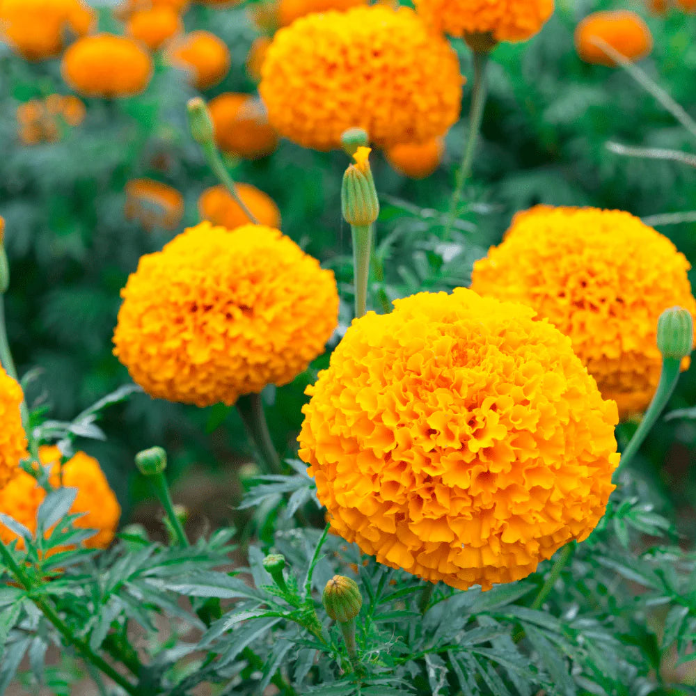 F1 Marigold Orange (1060) 15+ Seeds