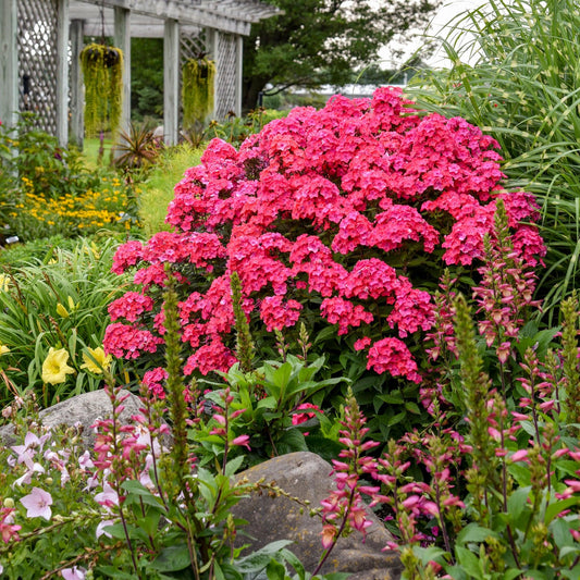 Phlox grandiflora (1010) 15+ Seeds