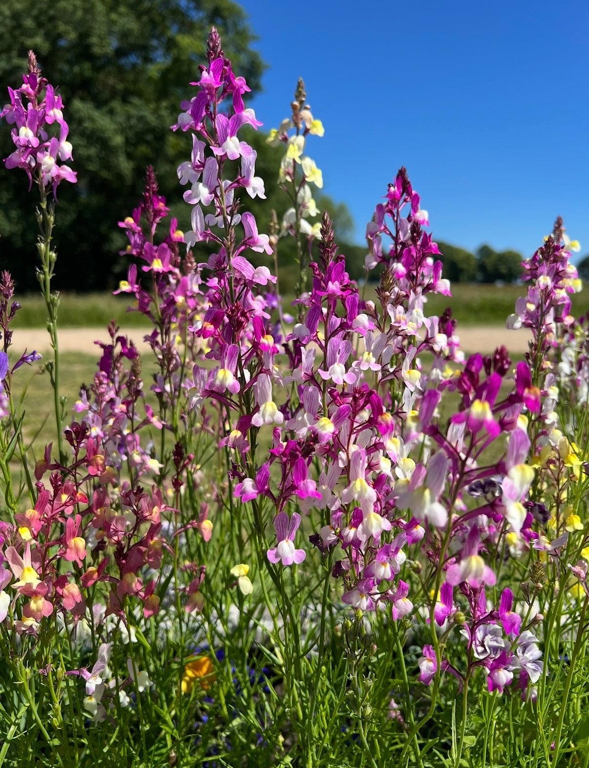 Linaria fairy bouquet mix (1067) 50+ Seeds