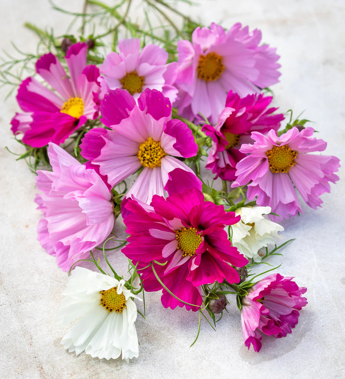 Cosmos Sea Shells (1024) 20+ Seeds