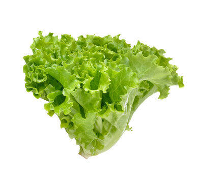 Leafy Lettuce 100+ Seeds