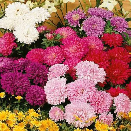 Aster nano mix dwarf (1020) 20+ Seeds