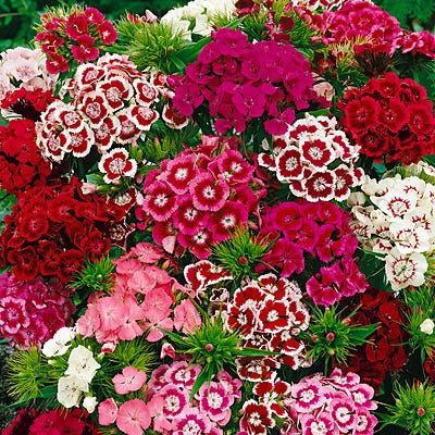 Dianthus barbatus (1001) 25+ Seeds