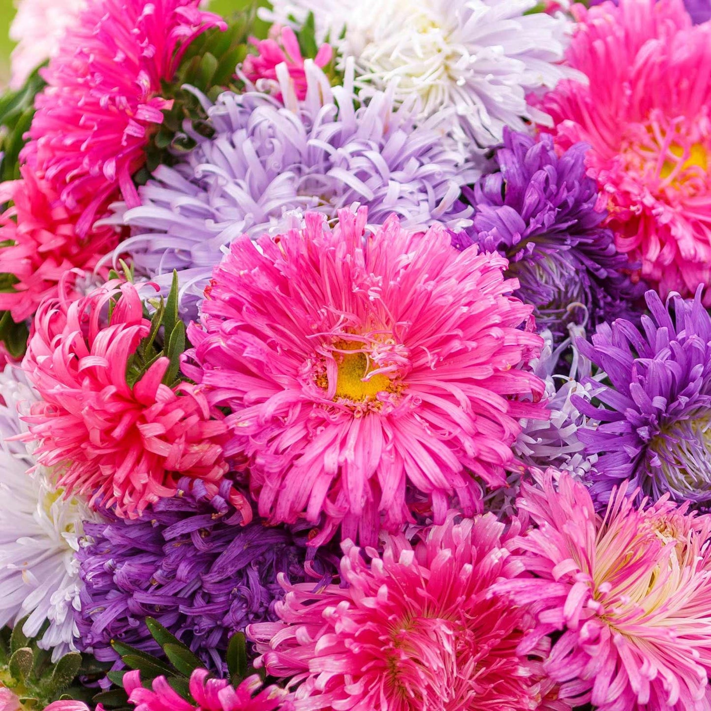 Aster California Giants mix (1021) 20+ Seeds