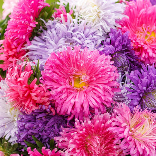 Aster California Giants mix (1021) 20+ Seeds