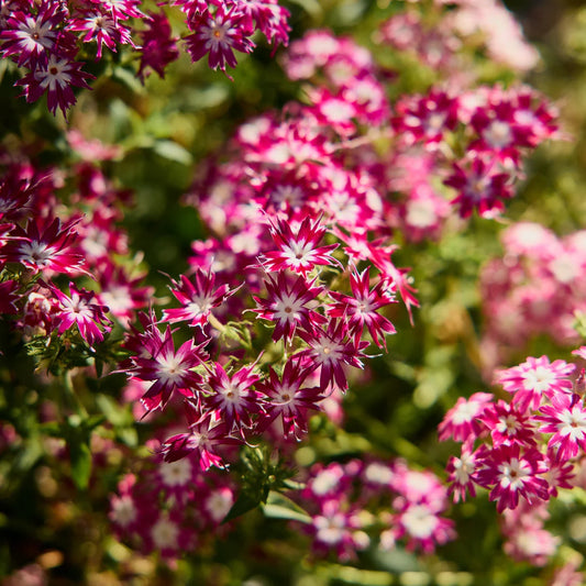 Phlox Twinkle (1013) 20+ Seeds