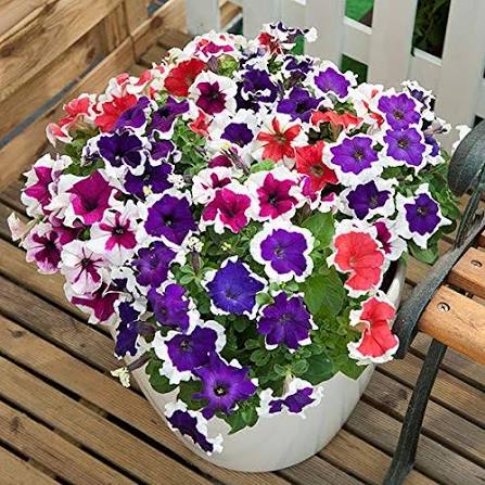 Petunia Hybirda Mix (1052) 40+ Seeds