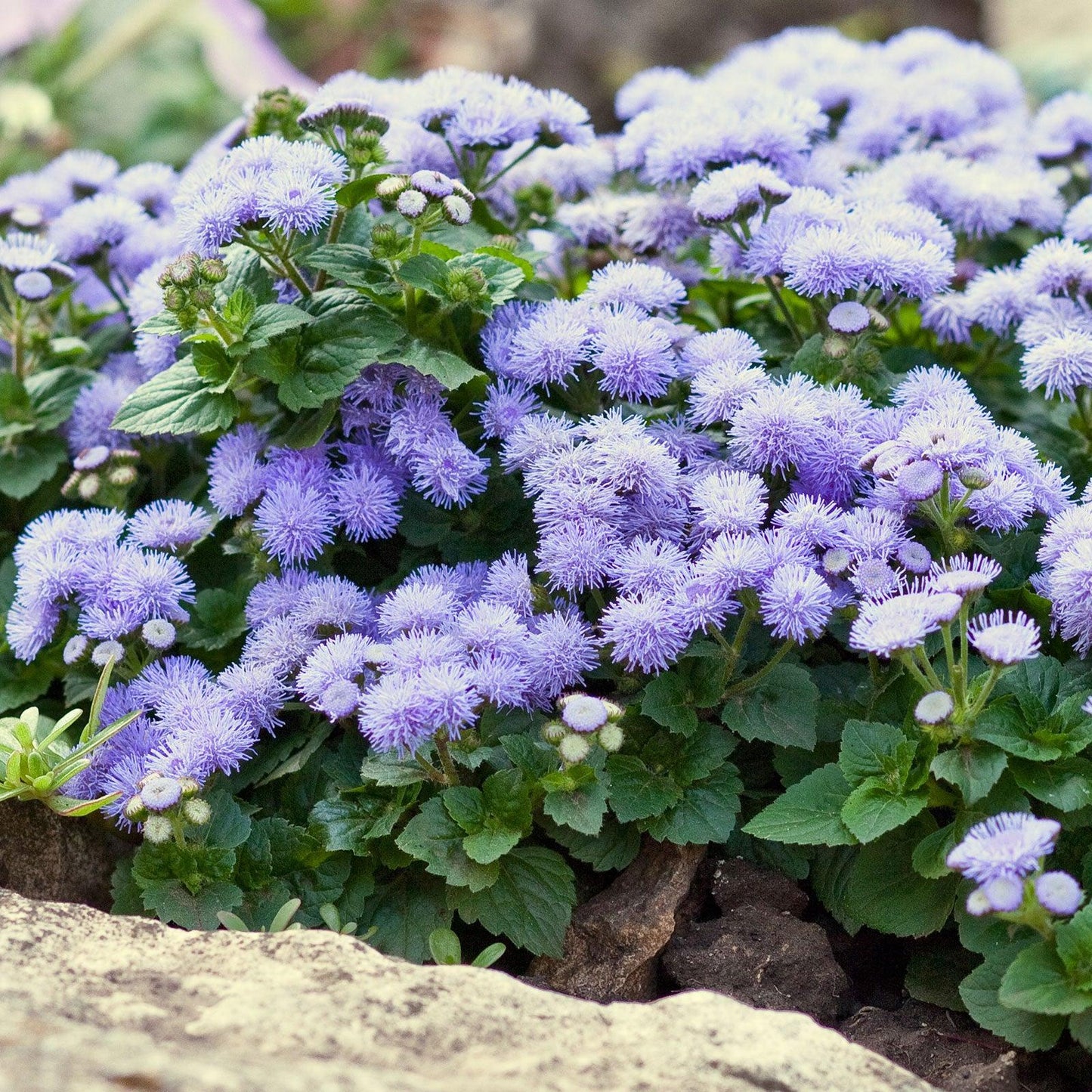 Ageratum mexicanum dwarf Ball (1066) 50+ Seeds