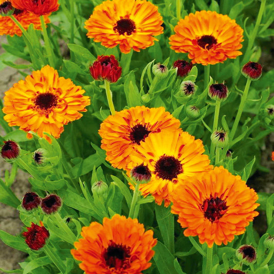 Calendula double orange (1003) 20+ Seeds