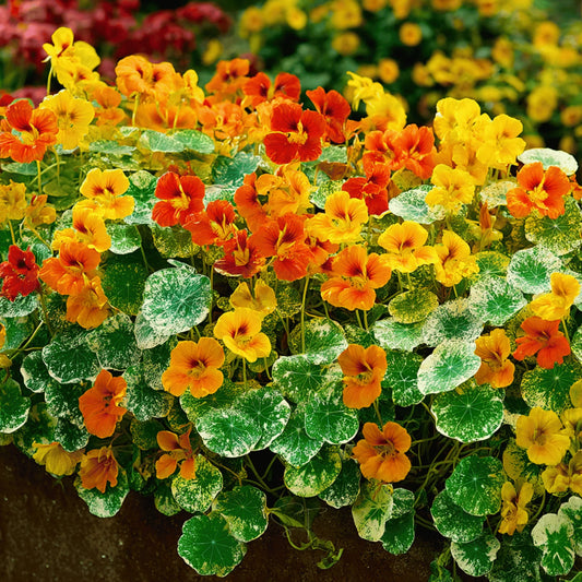 Nasturtiam Alaska Mix (1017) 10+ Seeds