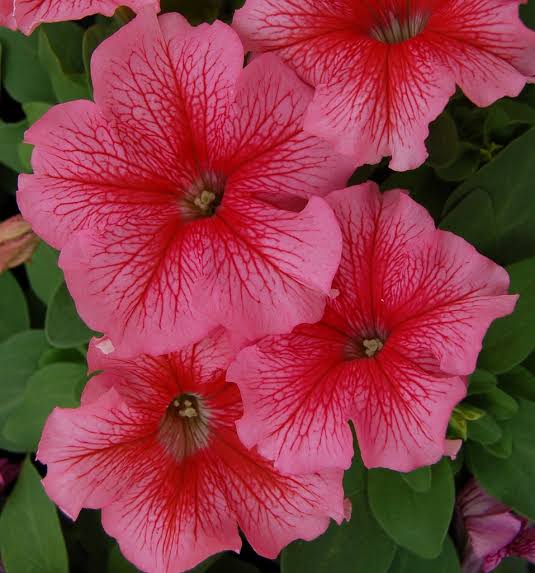 F1 Petunia grandiflora red Veined (1055) 40+ Seeds
