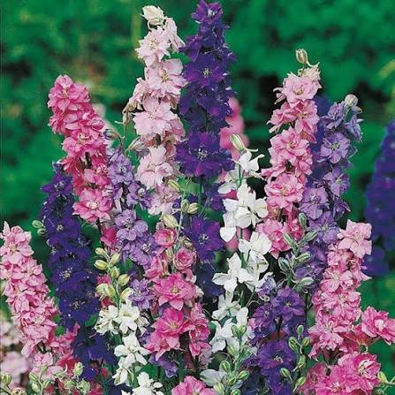 Larkspur Mix (1002) 25+ Seeds