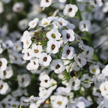 Alyssum Snow Carpet (1026) 30+ Seeds