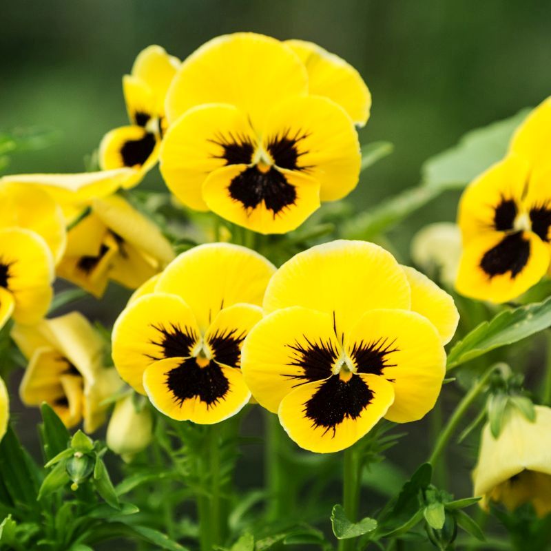 Pensy F1 Yellow Blotch 40+ Seeds (1033)