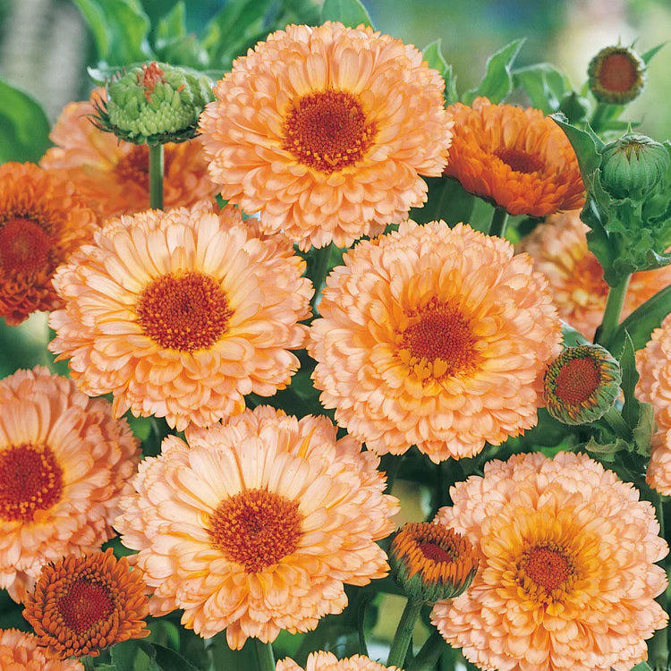 Calendula Pink Surprise (1004) 20+ Seeds