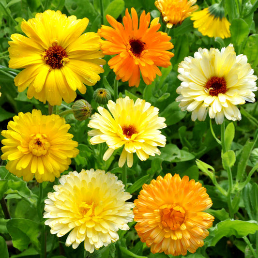 Calendula Pacific Beauty (1005) 20+ Seeds