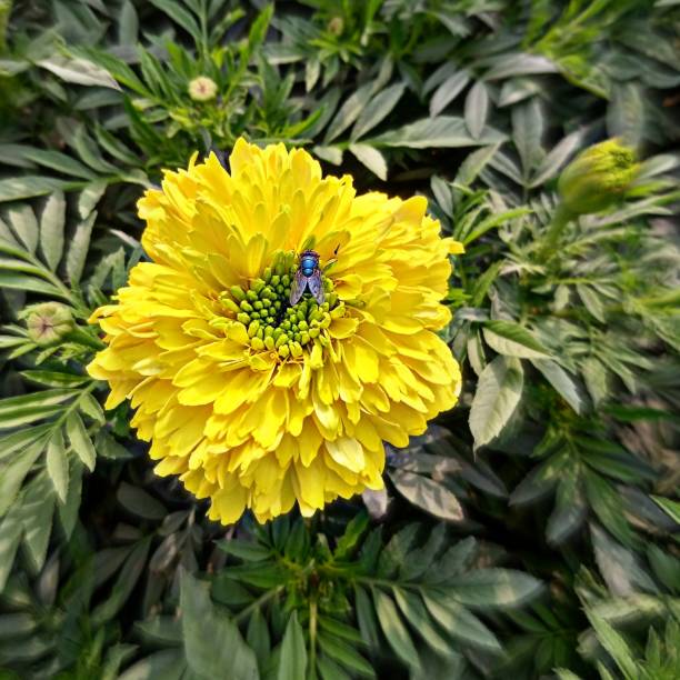 F1 Marigold Yellow (1061) 15+ Seeds