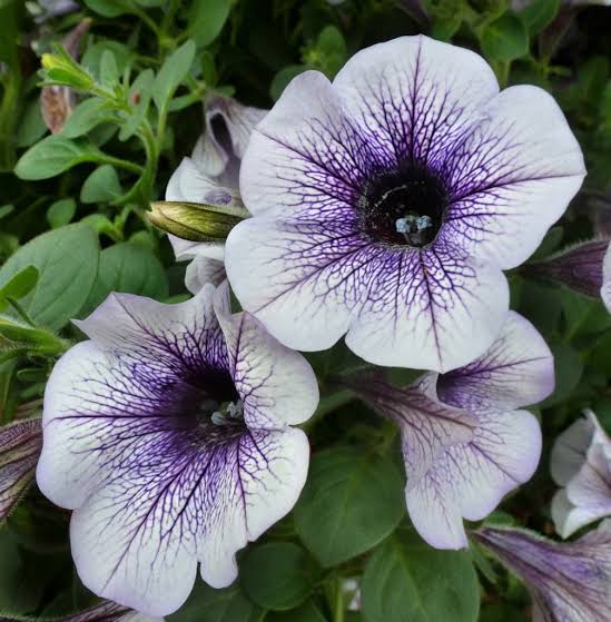 F1 Petunia grandiflora Blue Veined (1054) 40+ Seeds
