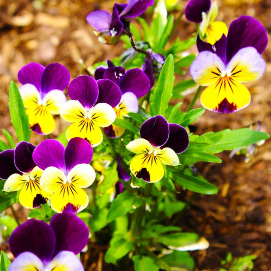 Pensy Viola Johny jump up (1036) 30+ Seeds
