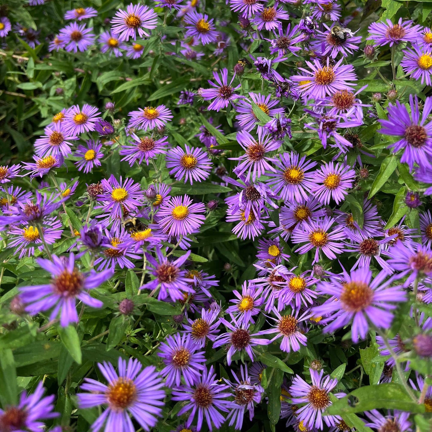 Aster New England (1019) 20+ Seeds