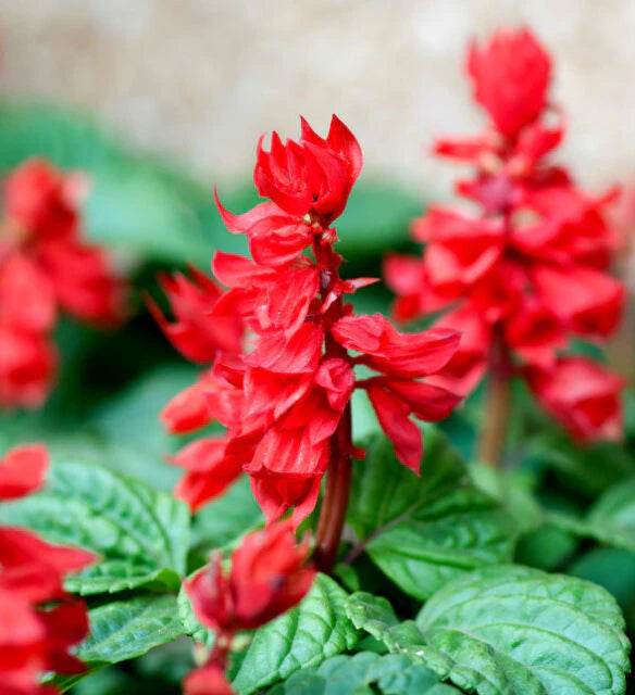 Salvia splendens st Johns fire (1059) 20+ Seeds