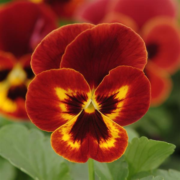 Pensy F1 Red Blotch 40+ Seeds (1034)