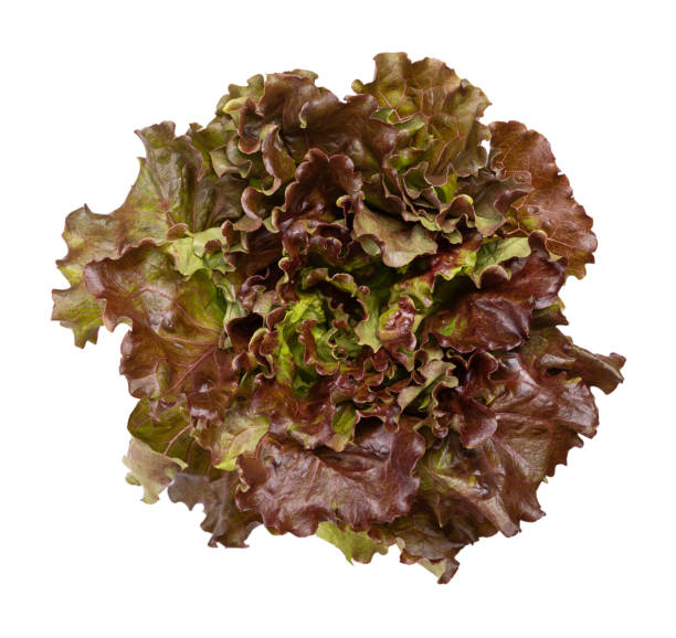 Red Lettuce 50+ Seeds