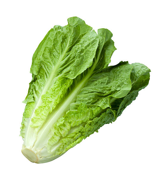 Romaine Lettuce 50+ Seeds