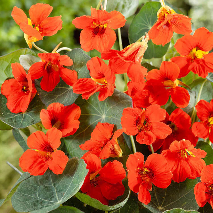 Nasturtiam Empress of India (1016) 50+ Seeds