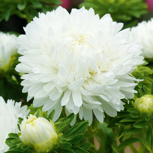 Aster Princes White (1022) 20+ Seeds