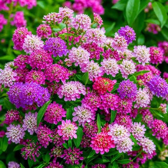 Candytuft iberis fairy mix (1008) 30+ Seeds