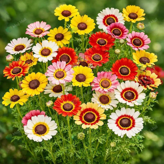 Chrysanthemum carnation mix (1015) 15+ Seeds