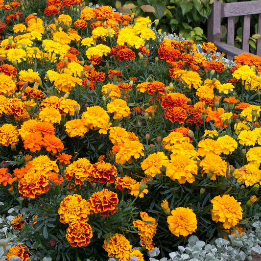 French Marigold primo Orange Dwarf (1063) 15+ Seeds