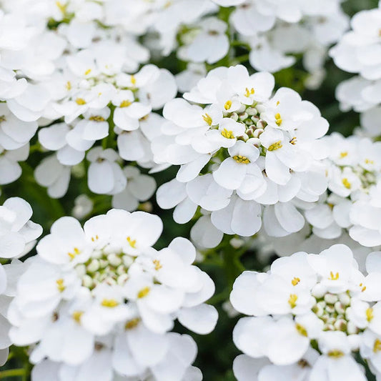 Candytuft iberis white dwarf (1009) 20+ Seeds