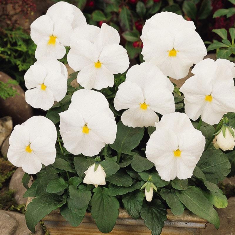 Pensy Full White 15+ Seeds (1029)