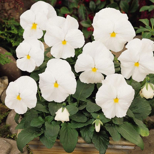 Pensy Full White 15+ Seeds (1029)