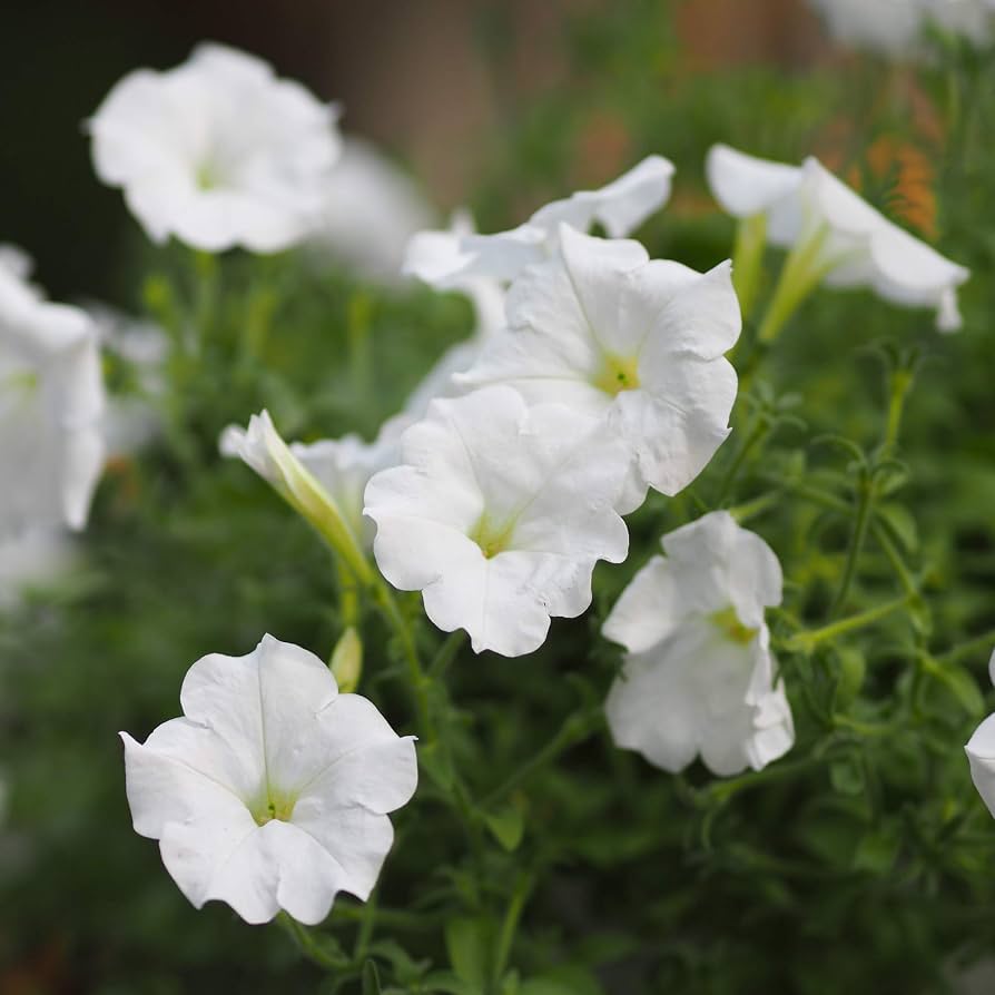 F1 Petunia Grandiflora simple White (1056) 40+ Seeds