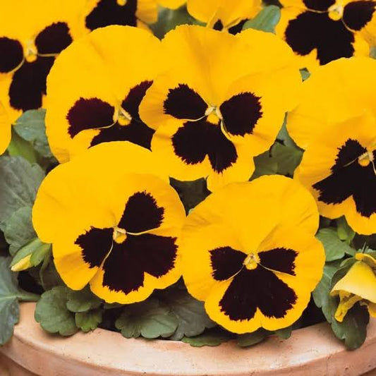 Pensy Yellow 15+ Seeds (1030)